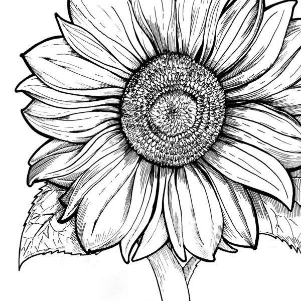 Sunflower Coloring Sheet - Coloring Sheets for Young Adults